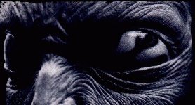 eyes